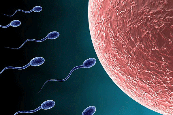 العلاج يعتمد على «محوِّل» يوقف الحيوانات المنوية من بلوغ القضيب الذكري