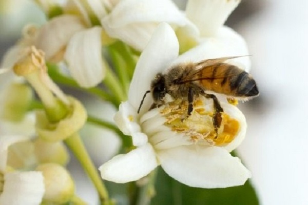 تجارب أولى على البشر لمصل مضاد للسعات النحل