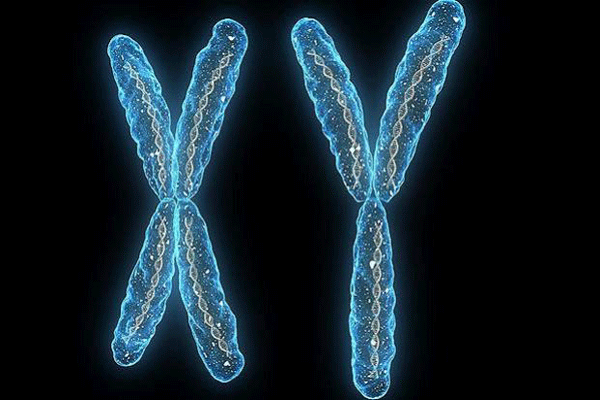 لدى المرأة نسختان من الكرموسوم X في حين أن لدى الرجل كروموسوم X وكروموسوم Y