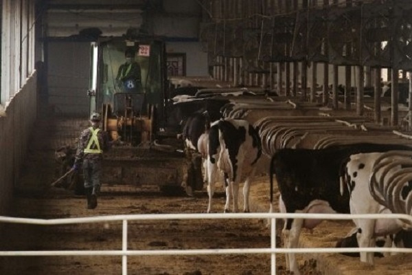 مزارع الأبقار الضخمة في الصين تلوث البيئة