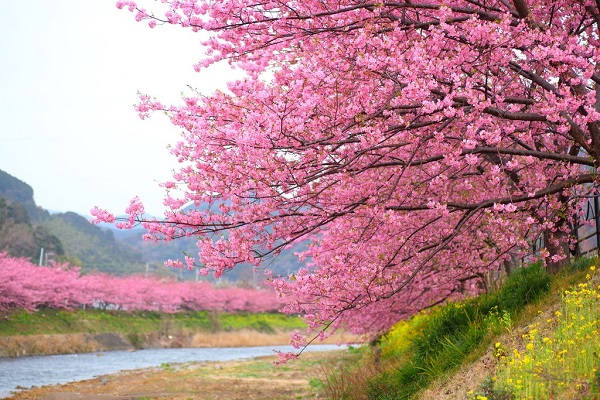 اليابان تتزين باللون الزهري الربيعي باكراً هذا العام
