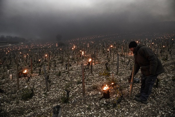الريف الفرنسي يشتعل لإنقاذ موسم الشامبانيا