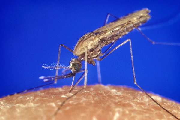 عقار جديد فعال 100% ضد الملاريا