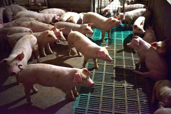 الصين تقضي على 200 ألف خنزير لمكافحة حمى الخنازير