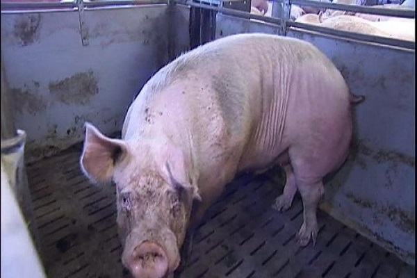 الصين: مخاوف من تفشي حمى الخنازير الأفريقية شمال شرق البلاد