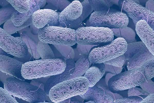 صورة مجهرية لبكتيريا إيسيريشيا كولي
