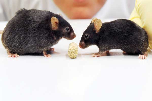  أثبتت التجارب على الفئران أن جهاز تحفيز العصب التائه قلل كمية الطعام التي يتناولها الفأر