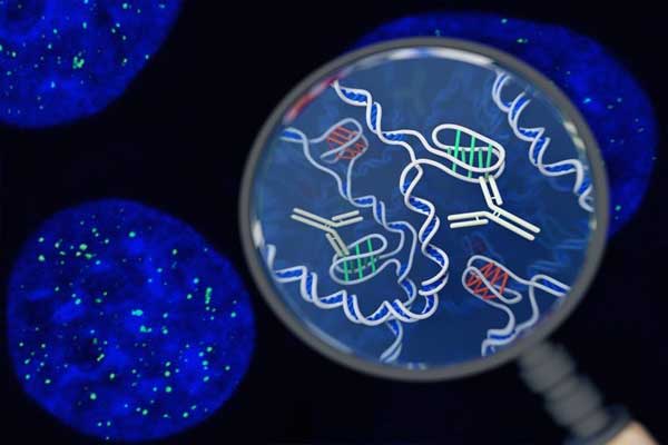 اكتشاف بنية جديدة للحمض النووي في الخلايا البشرية