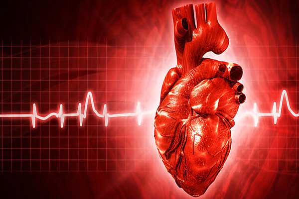 بروتين ينظم إيقاع عمل القلب والدماغ