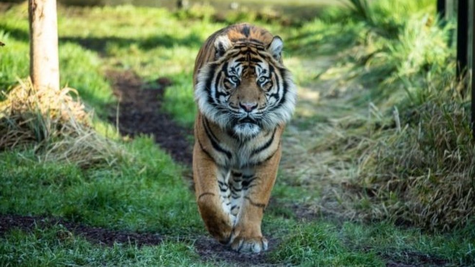 عاصم نمر سومطرة النادر يقتل شريكته في حديقة حيوان لندن في أول لقاء بينهما