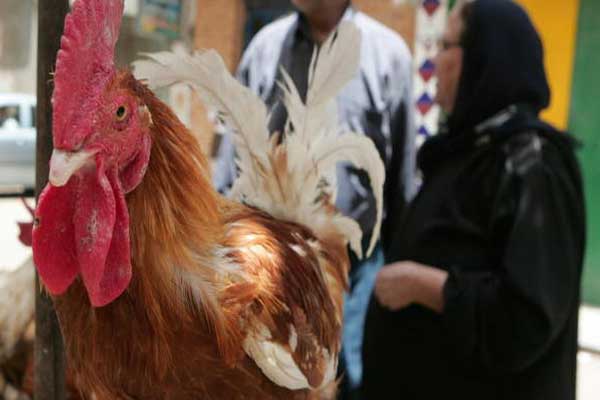 انفلونزا الطيور: مصر تعلن اكتشاف نوع جديد من الفيروس وتحذر من تفشيه