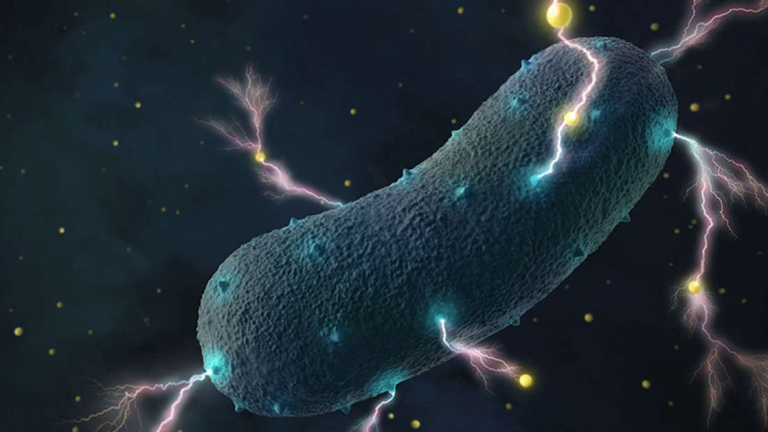  العلماء يأملون بالتمكن في المستقبل من تسخير الطاقة التي تولدها هذه البكتيريا لتشغيل منظومات 