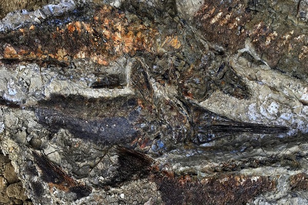 اكتشاف مستحاثات تحمل أدلة على النيزك الذي قضى على الديناصورات