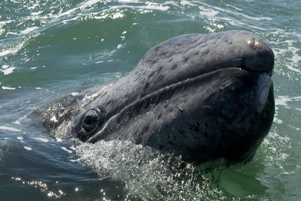 التغير المناخي قد يكون السبب وراء نفوق مزيد من الحيتان الرمادية