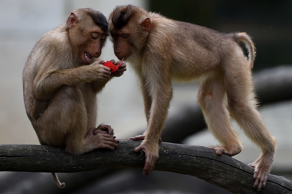 القردة في تايلاند تتضور جوعاً مع غياب السياح!