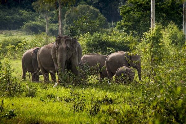 تايلاند تدعو الى السياحة الداعمة للحياة البرية