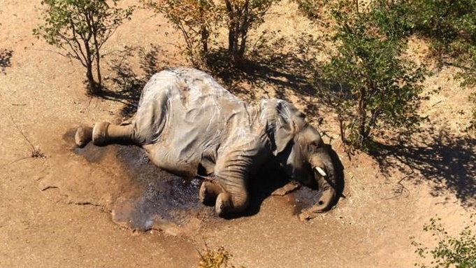 نفوق مئات الفيلة في بوتسوانا بسبب بكتيريا