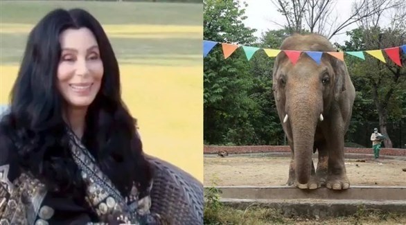 المغنية شير في باكستان مستبقةً نقل فيل إلى كمبوديا