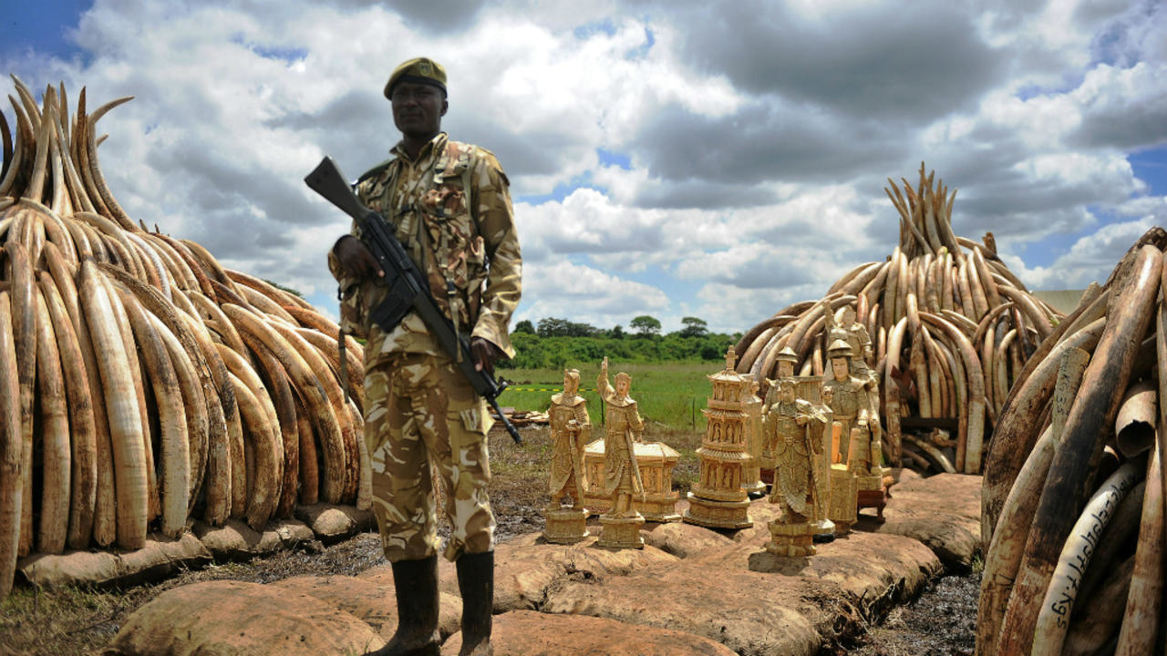 إحراق نحو 105 أطنان من العاج في المتنزه الوطني في نيروبي في إطار الحرب على الاتجار غير القانوني بأنياب الفيلة