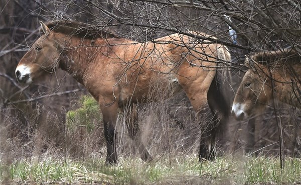 حصان برزولسكي... رمز الحياة الجديدة في تشيرنوبيل