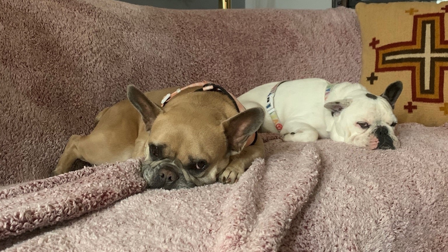 تطور جديد في قضية سرقة كلاب ليدي غاغا