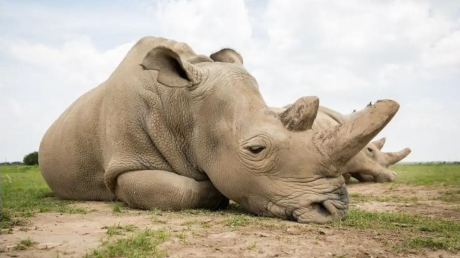 علماء يشكلون 12 جنينا لإنقاذ حيوان وحيد القرن الأبيض الشمالي