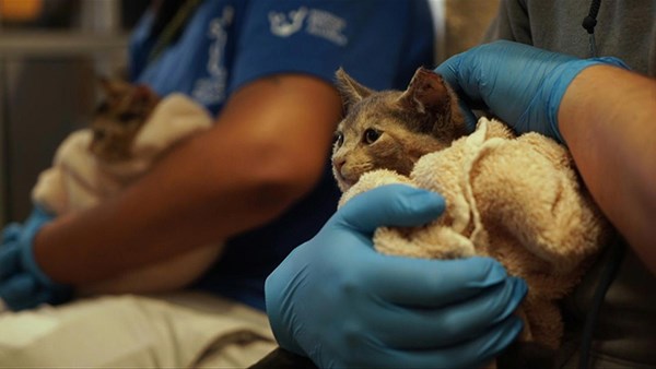 واشنطن أول مدينة تحصي قططها