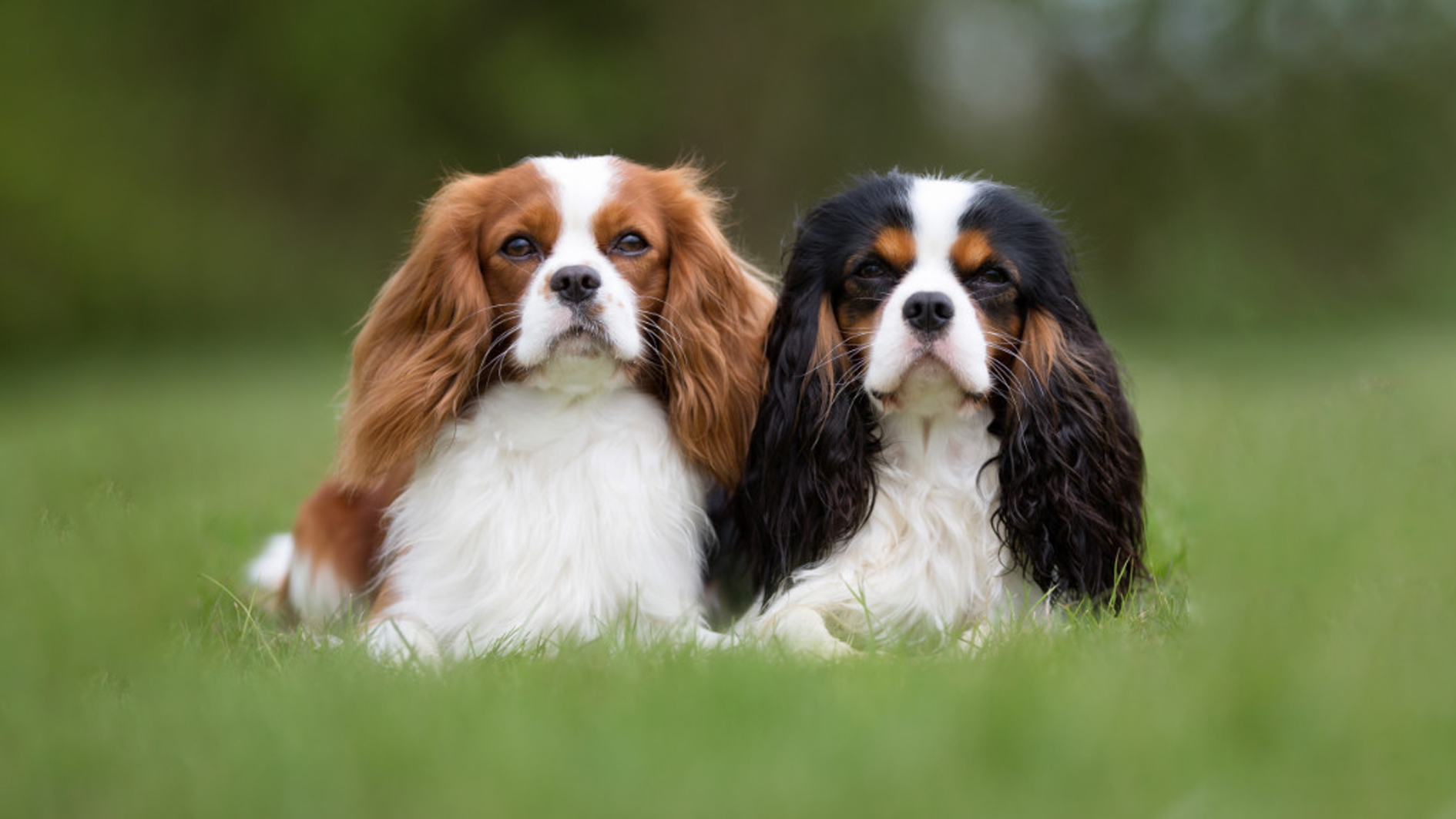 النروج تحظر تربية سلالتي كلاب لعدم التسبب بمعاناة لها تضاف إلى مشاكلها الصحية