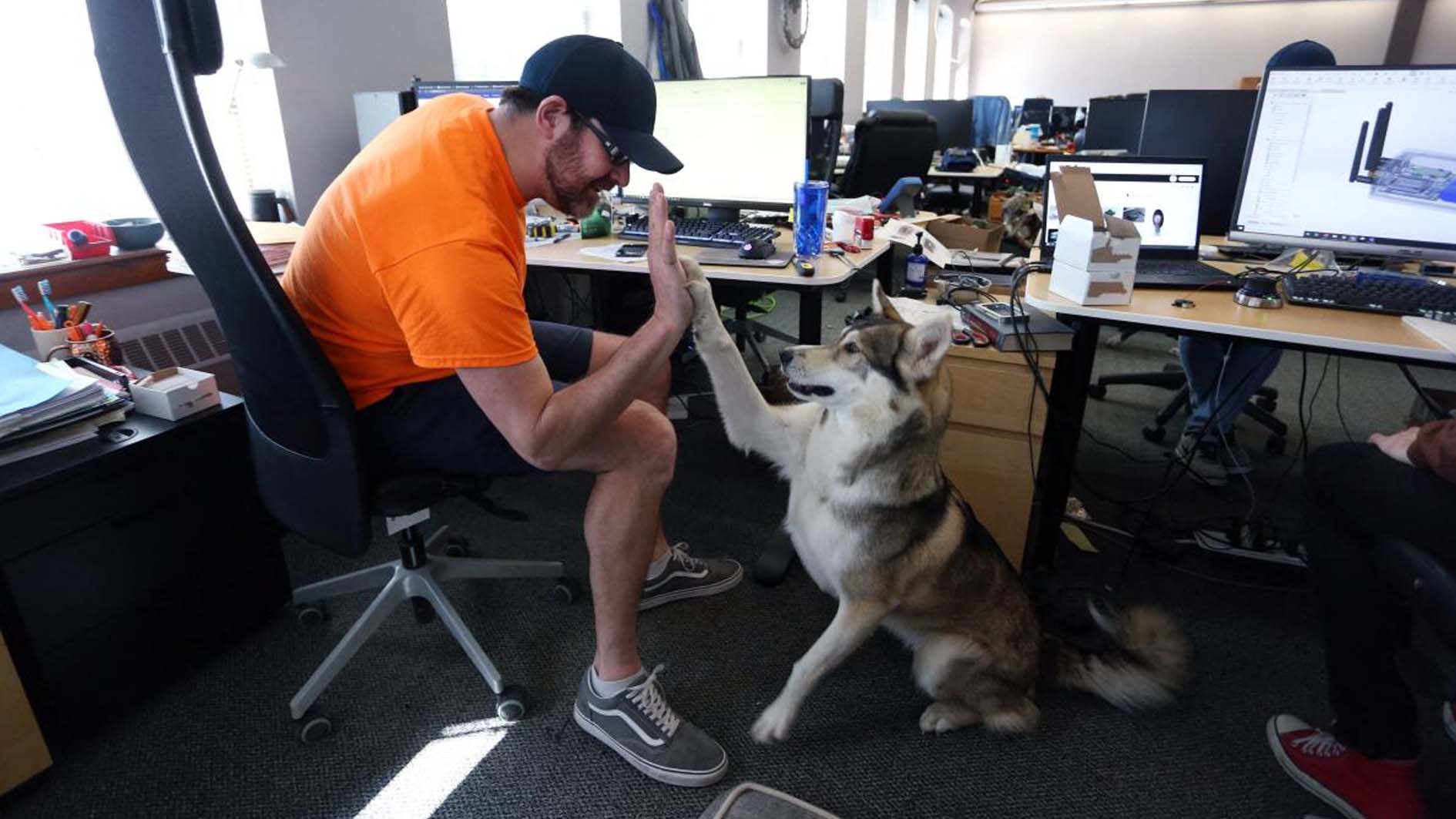 الكلاب تداوم مع أصحابها في مكاتب شركات كندية