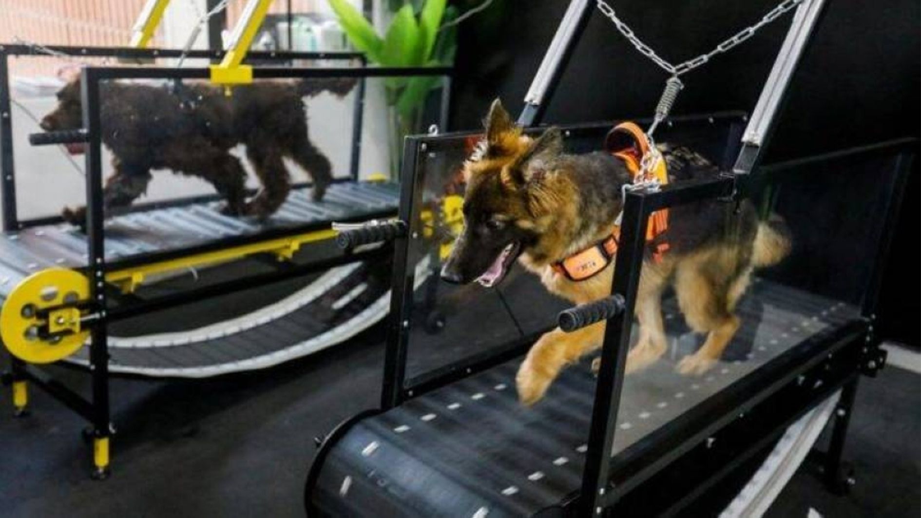 صالة رياضية للكلاب في أبوظبي لمواجهة حرارة الصيف