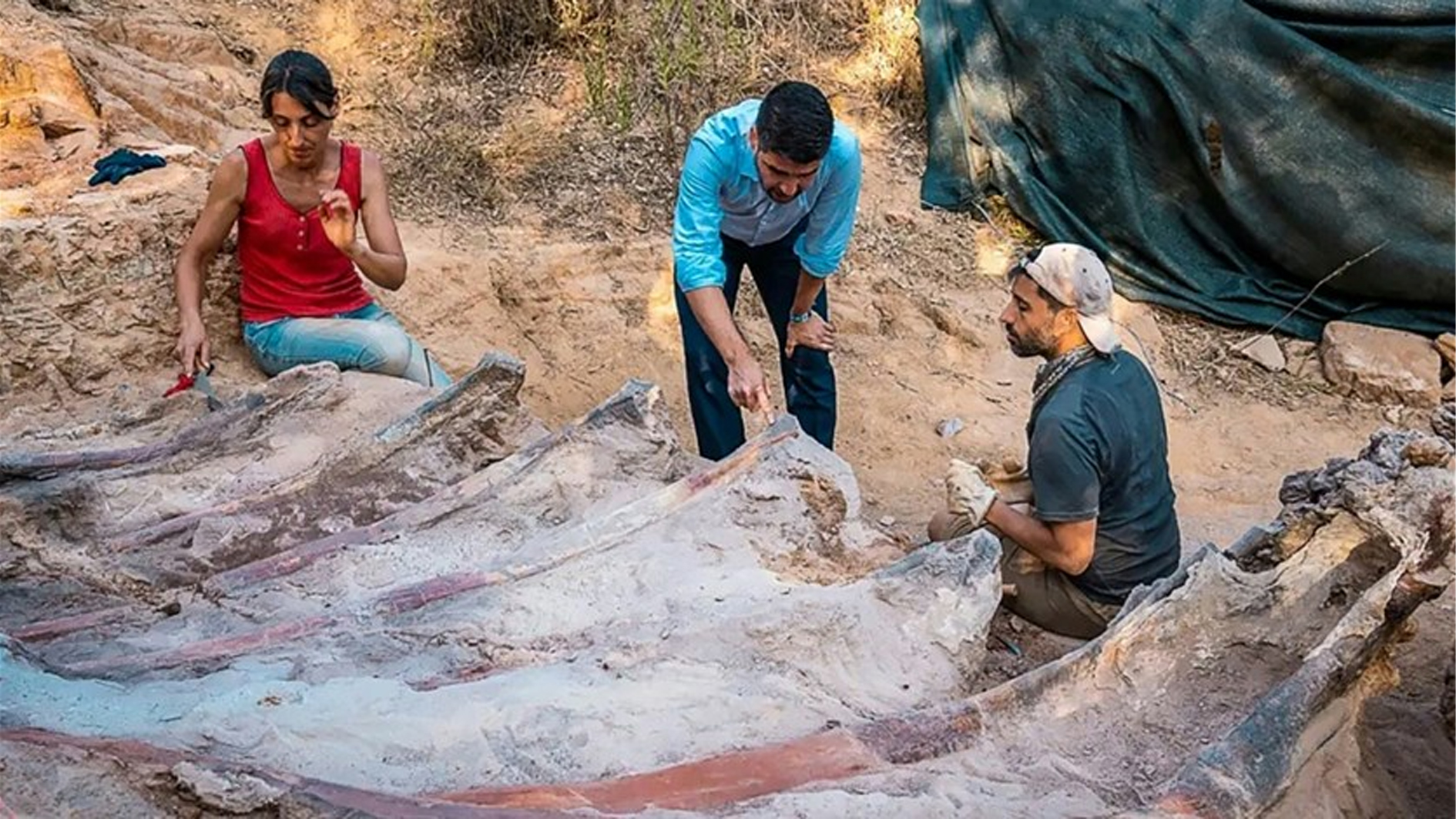 العثور في البرتغال على ديناصور صوروبودا ضخم