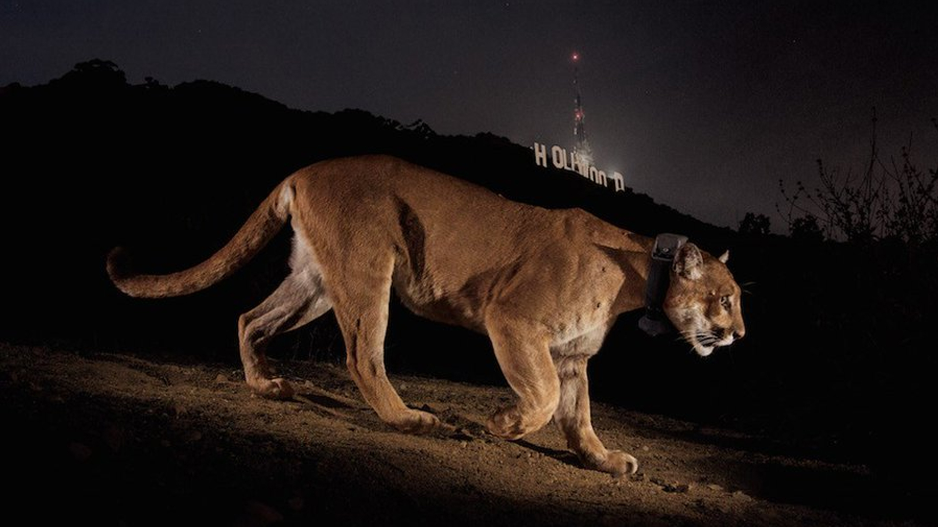 لوس أنجليس تبكي "قط هوليوود"