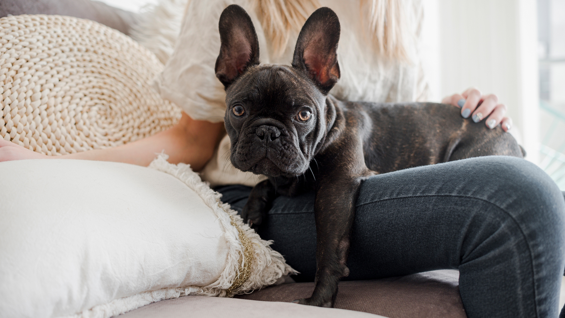 البولدوغ الفرنسي يطيح اللابرادور من صدارة الترتيب الأميركي للكلاب الأكثر شعبية