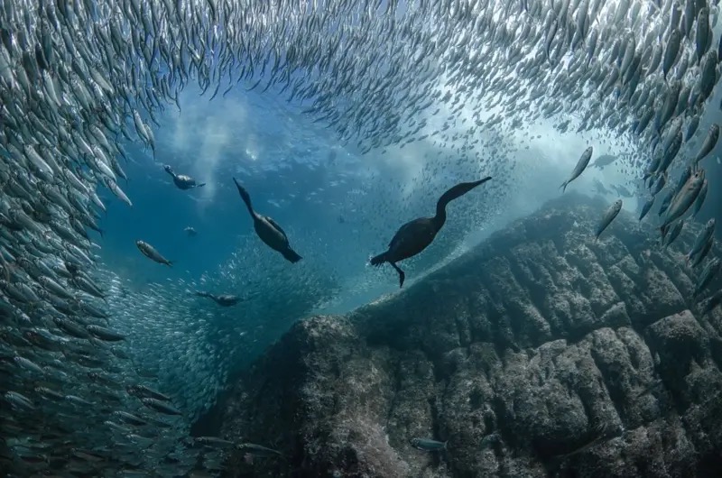 هذه الصورة التي تظهر طيور الغاق وهي تغوص لالتقاط اسماك السردين، فازت بالجائزة عن فئة المناظر البحرية تحت الماء. ويقول المصور تارين شولتز: 