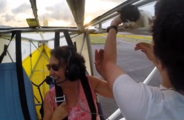 قائد الطائرة اضطر إلى الهبوط في منطقة غويانا الفرنسية لإنقاذ القطة