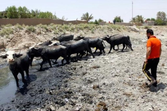 بعد الزراعة.. الحيوانات ضحية الجفاف في جنوب العراق
