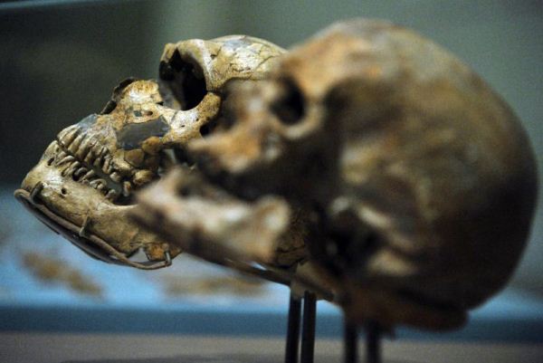 ما يميز البشر عن كل الأنواع الأخرى للانسان القديم قدرته على العيش والنمو