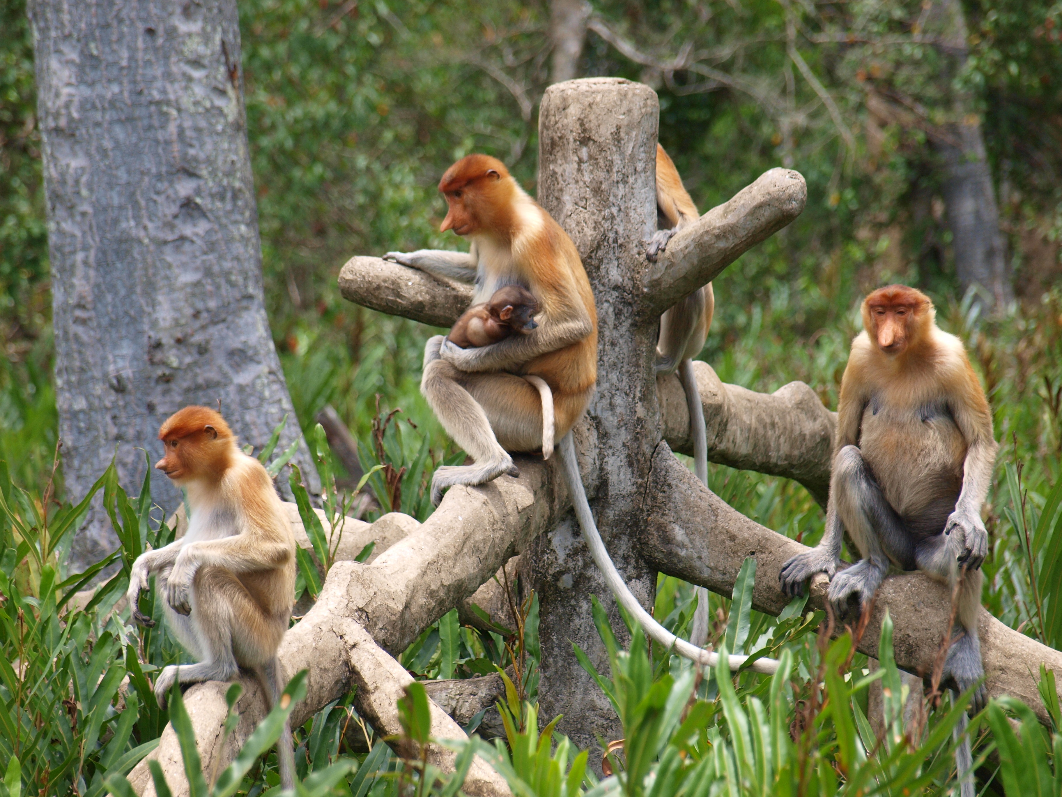 دراسة جديدة: انثى القرد لا تثق بالذكر!