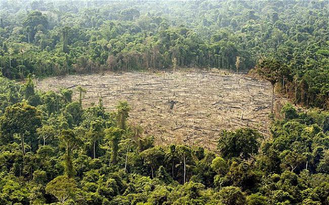 أقمار اصطناعية تقف بالمرصاد لعمليات قطع الأشجار في الأمازون