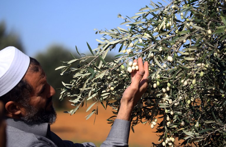 تحديات تواجه زراعة الزيتون الليبية