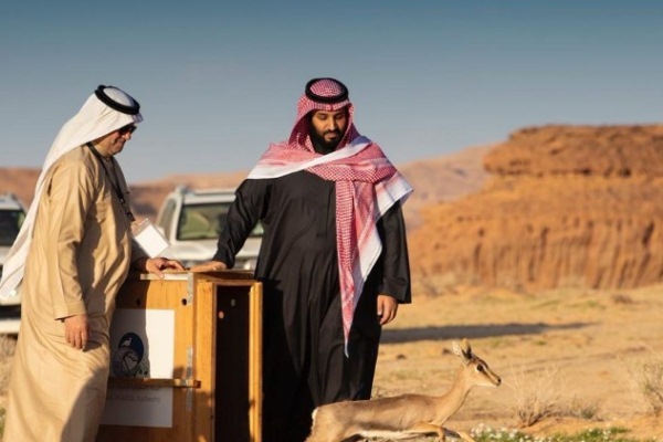الأمير محمد بن سلمان يُطلق محمية 