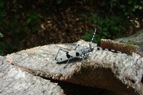 تنخفض أعداد الحشرات بنسبة حادة تبلغ 2.5 في المئة سنوياً
