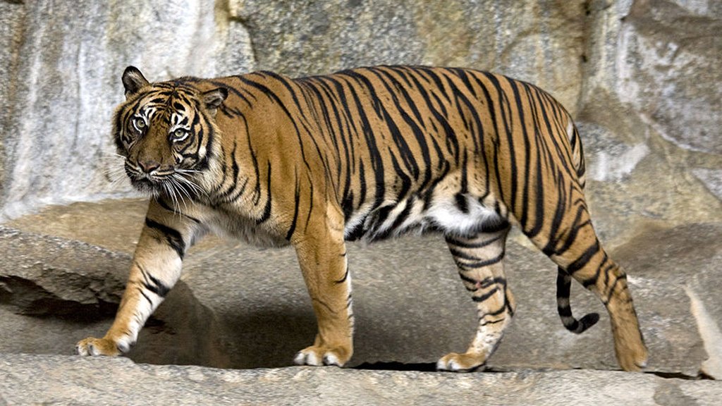 حديقة حيوانات لندن تنفي مسؤوليتها عن نفوق أنثى حيوان من نمور سومطرة