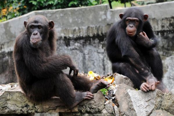 قرود الشمبانزي تستخدم حركات تشبه لغة الاشارات التي يستخدمها المصابون بالصمم