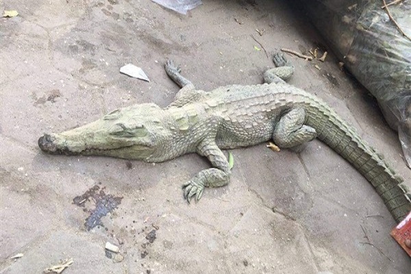 تمساح في الشارع بالقاهرة