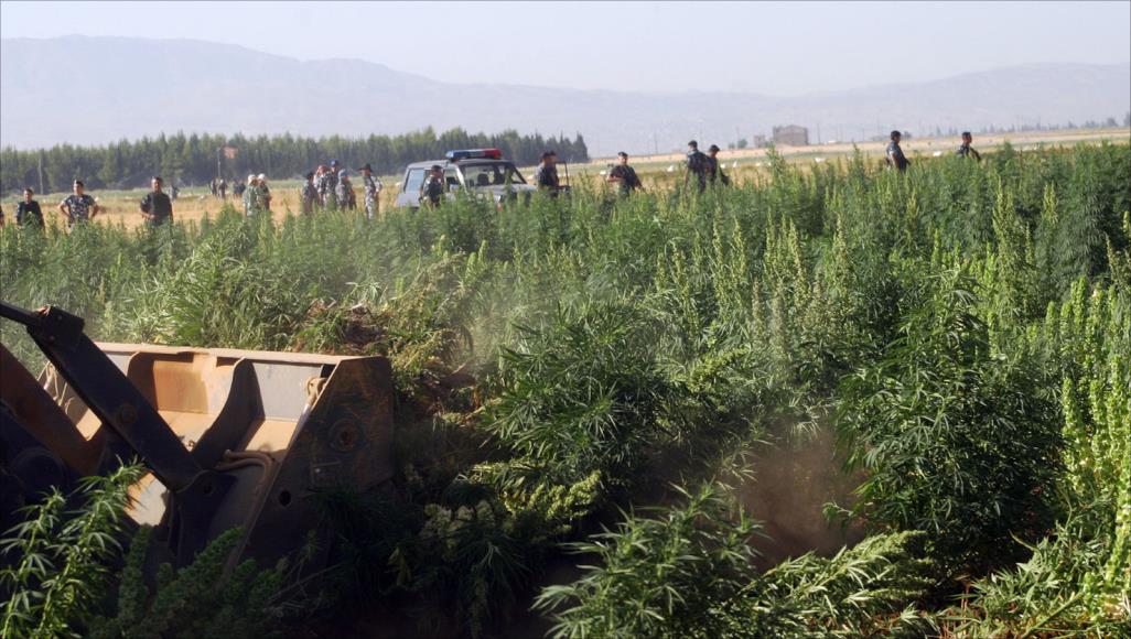 محاربة السلطات المغربية لزراعة الحشيش في شمال المملكة