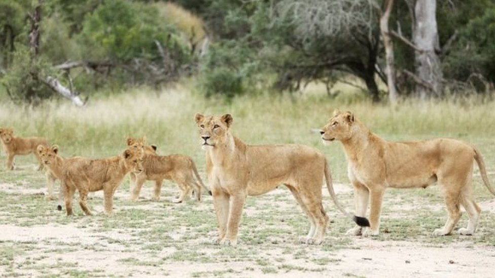 هروب 14 أسدا من محمية للحياة البرية في جنوب أفريقيا