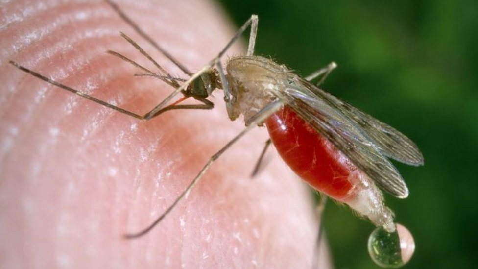 دراسة حديثة: فطريات معدلة وراثيا تقضي على البعوض الناقل لمرض الملاريا القاتل