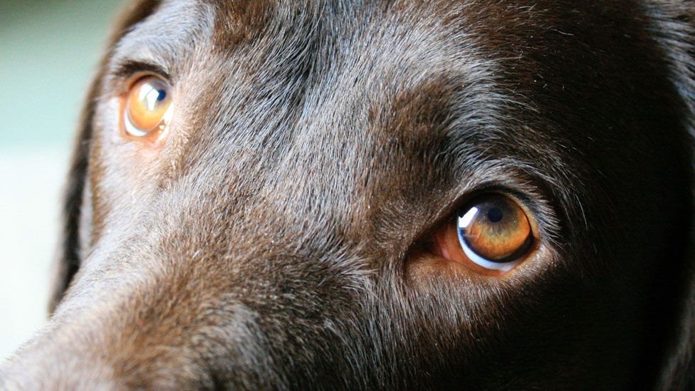دراسة: الكلاب طوّرت نظرات عيونها لتستميل مشاعر البشر