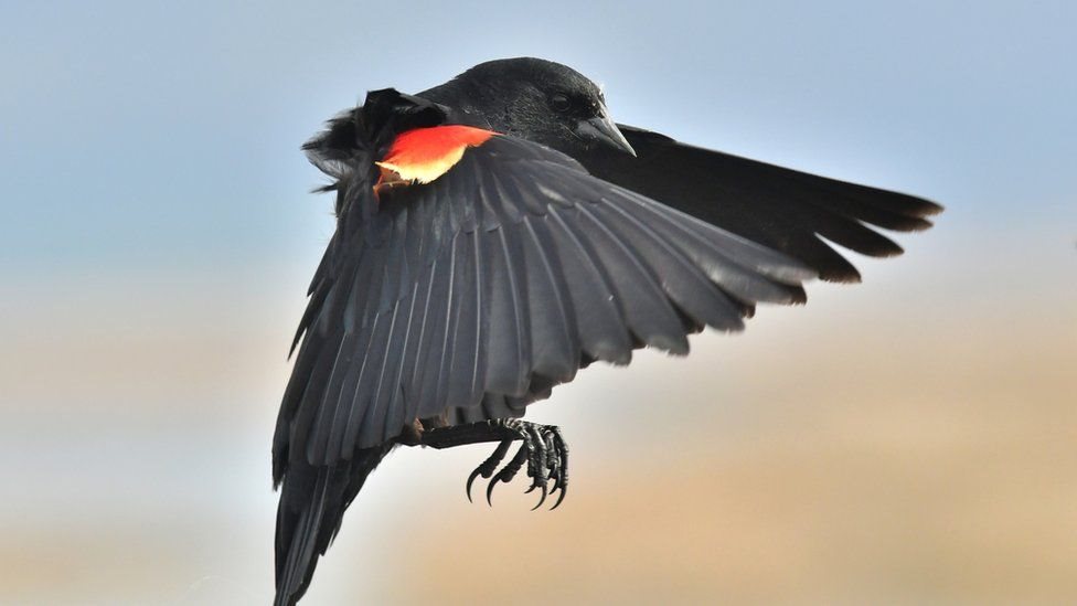 ما سر تصاعد هجمات الطيور على البشر في الولايات المتحدة؟